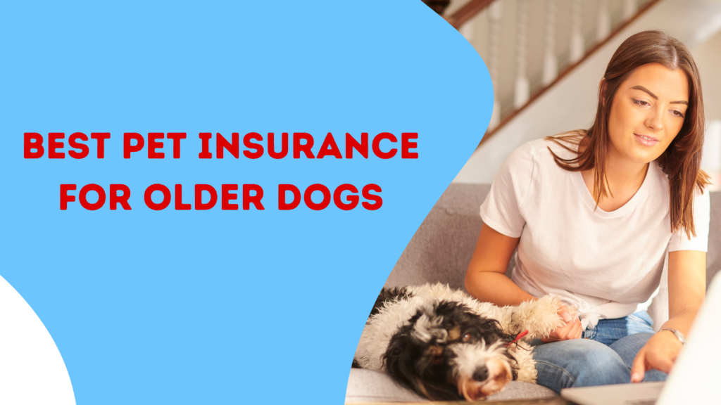 Best Pet Insurance for Older Dogs